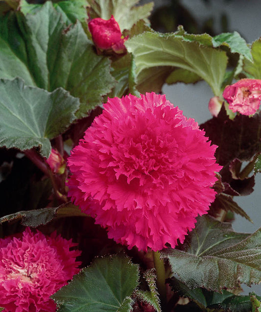 Pink Fimbriata Begonia Tubers