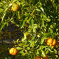 Benton Citrange Seed citrus plant material online shopping
