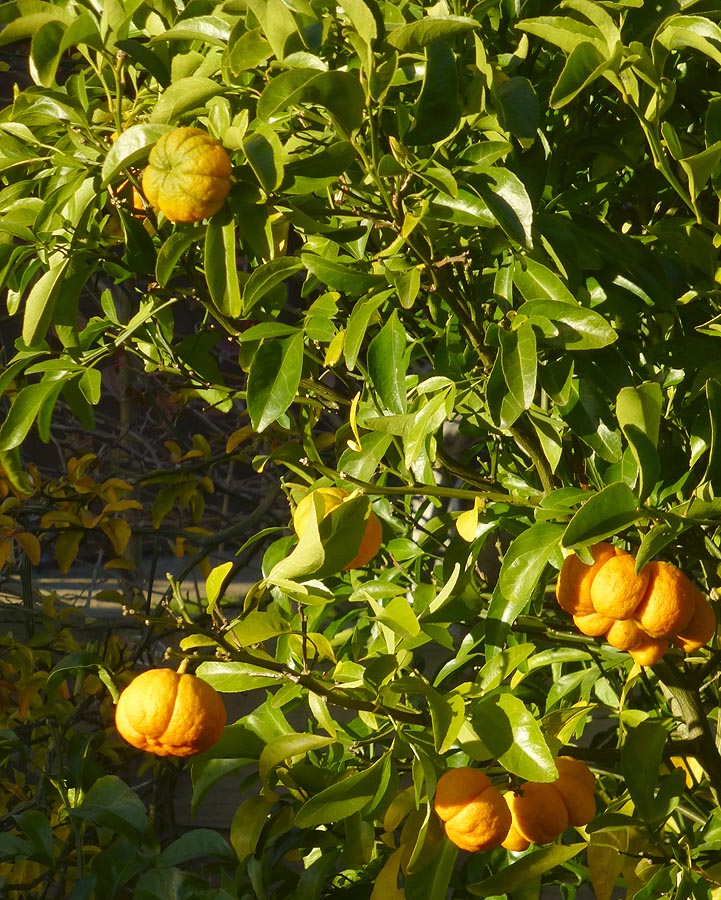 Benton Citrange Seed citrus plant material online shopping
