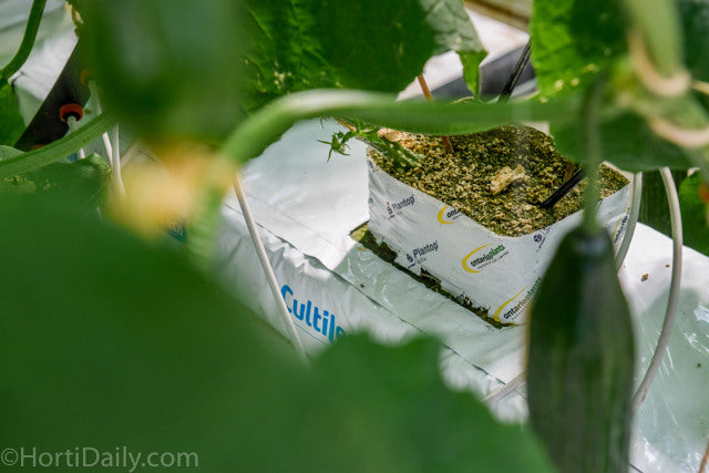 Cultilene OptimaXX Slab Stone Wool Hydroponics Growing Medium