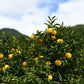 Yuzu Plant citrus plant material online shopping