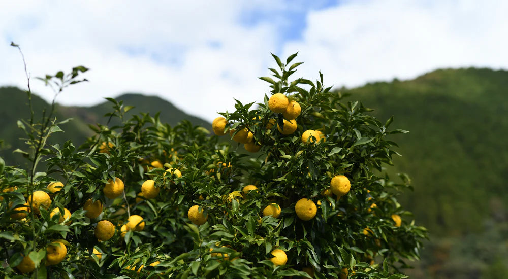 Yuzu Plant citrus plant material online shopping