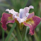 Iris Sibirica Sugar Rush