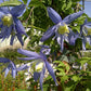 Macropetala Bluebird Clematis Vine