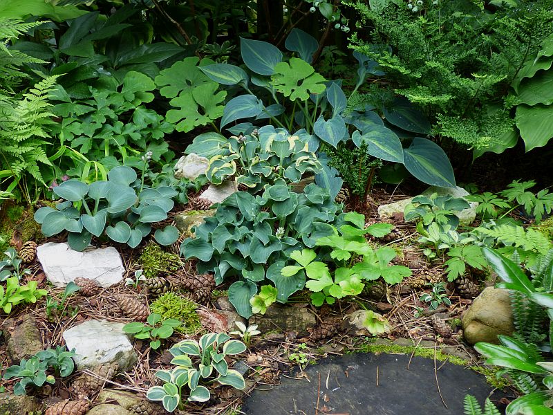 Lucky Mouse Hosta Plant