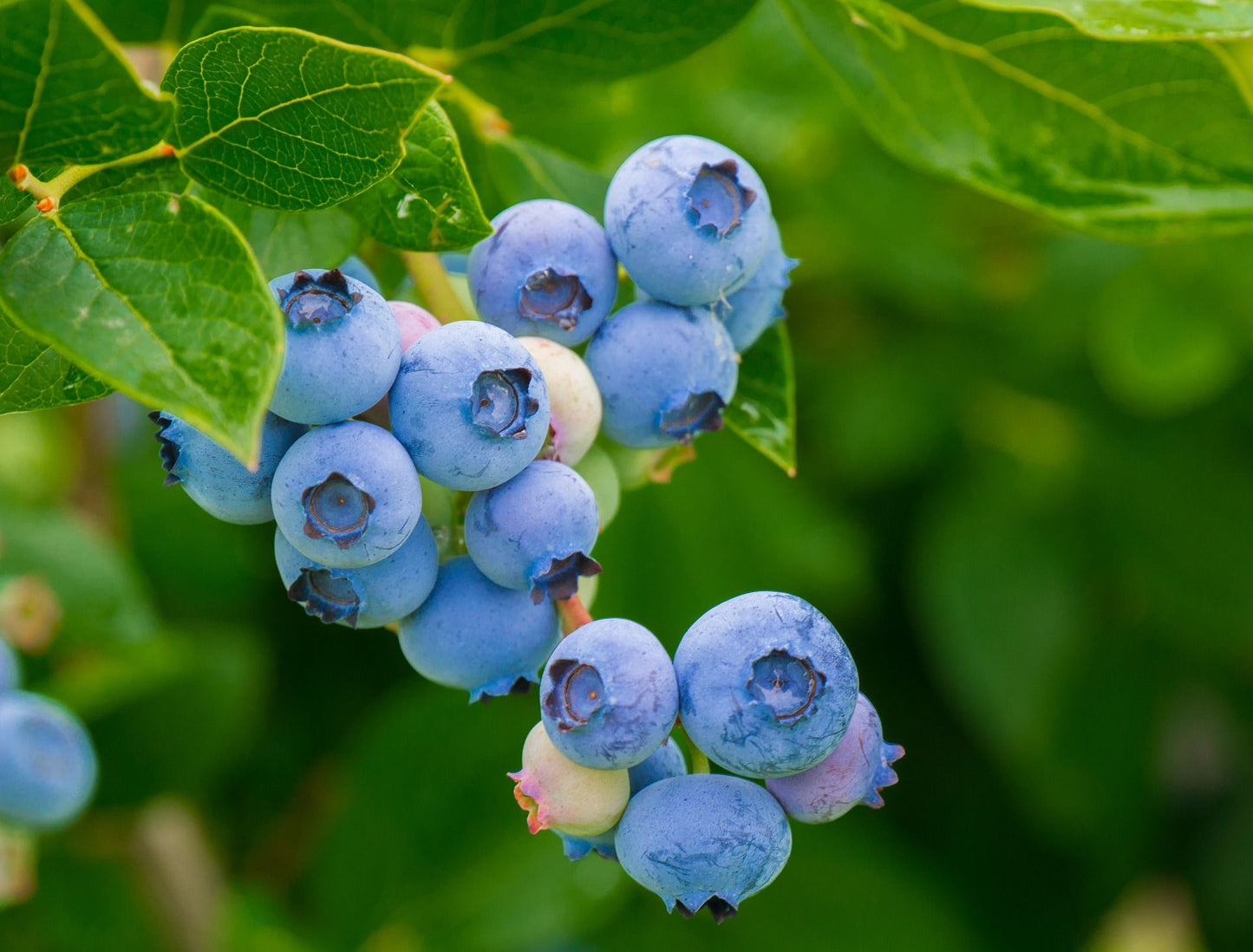 Blomidon Lowbush Blueberry Plant