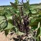Purple Queen Bush Bean Seeds online shopping