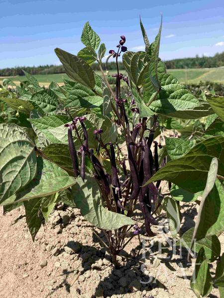 Purple Queen Bush Bean Seeds online shopping