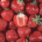 Bounty Late Season Strawberry