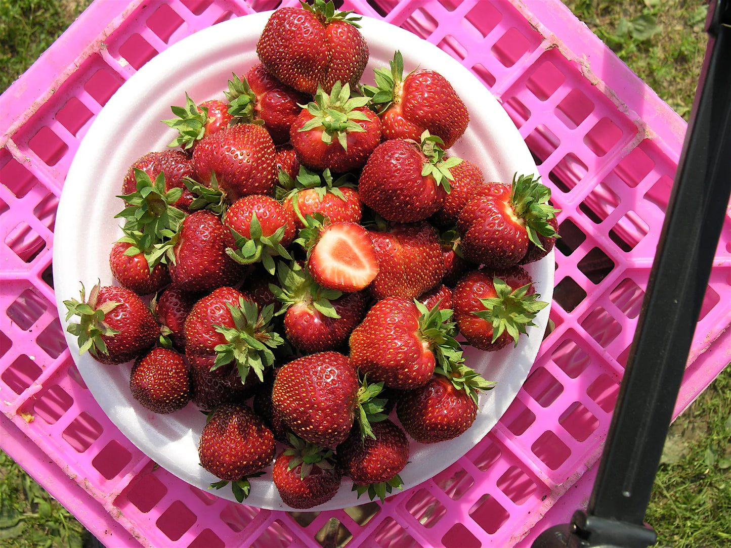Bounty Late Season Strawberry