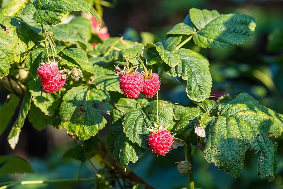 Rubus ‘Boyne’ Summer Bearing Raspberry – EVERGREEN