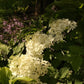Hydrangea paniculata Renhy Vanille Fraise