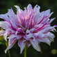 Bristol Stripe Dahlia