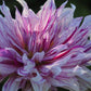 Bristol Stripe Dahlia