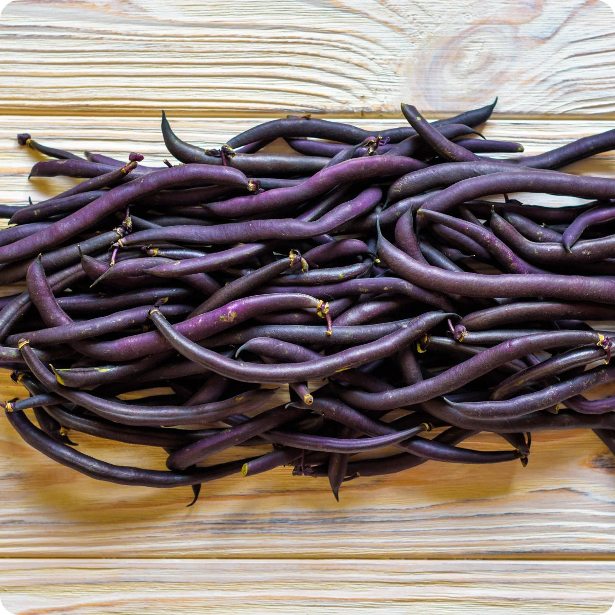 Velour Bush Bean Seeds online shopping