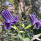 Integrifolia Rooguchi Clematis Vine