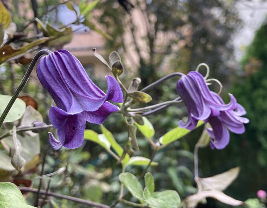 Integrifolia Rooguchi Clematis Vine