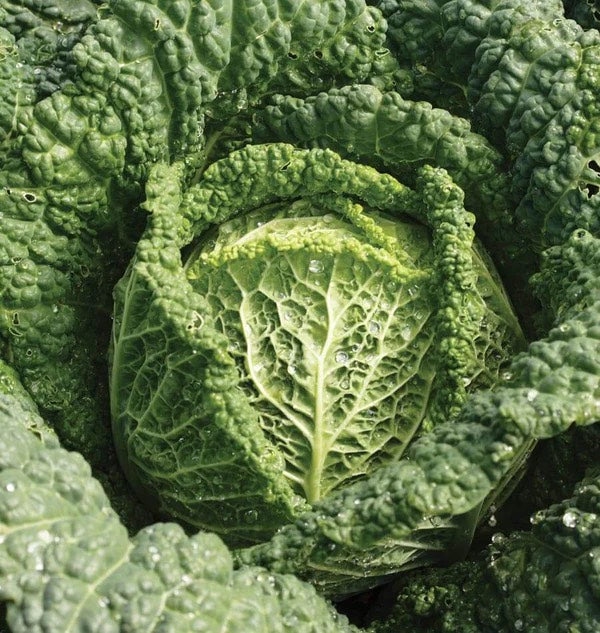 Capriccio Savoy Cabbage