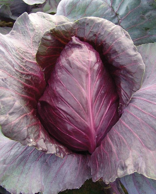Kalibos Red Conical Cabbage