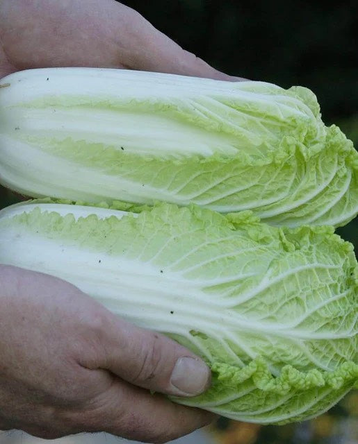 Wa Wa Sai Napa Cabbage