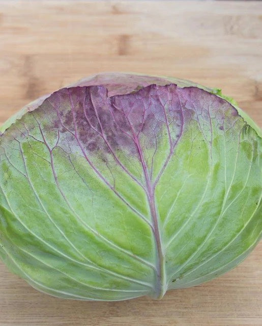 Taiwan Variegated Cabbage