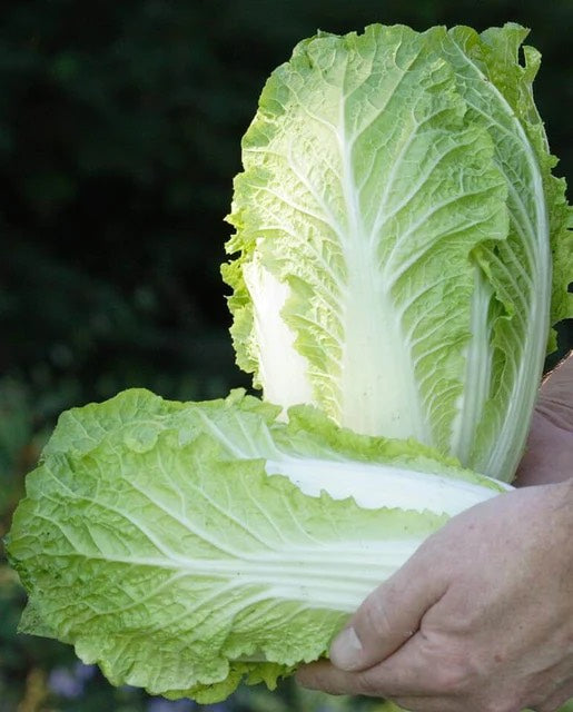 China Express Napa Cabbage