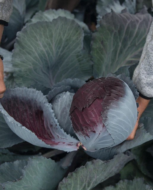 Loredo F1 Red Cabbage