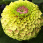 Queeny Lime with Blotch Zinnia Seeds online shopping