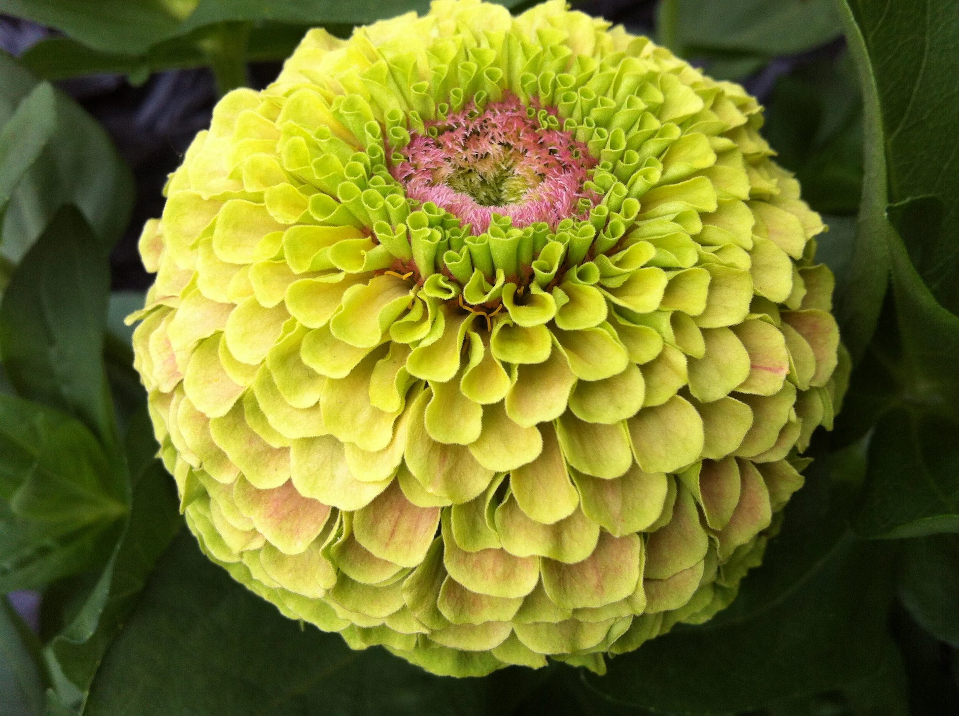 Queeny Lime with Blotch Zinnia Seeds online shopping