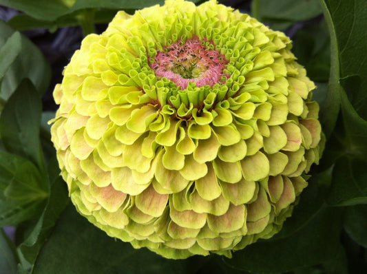 Queeny Lime with Blotch Zinnia Seeds online shopping