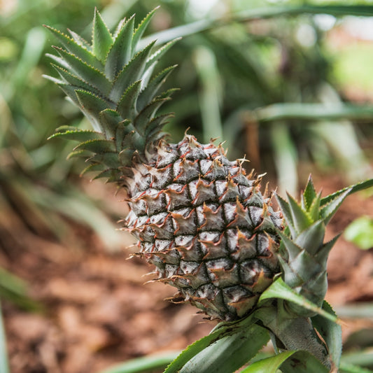 Pineapple Plant - Plante d'Ananas