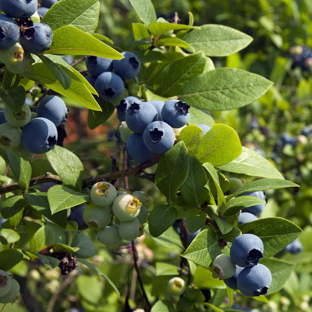 Sweetheart Early Highbush Blueberry Plant