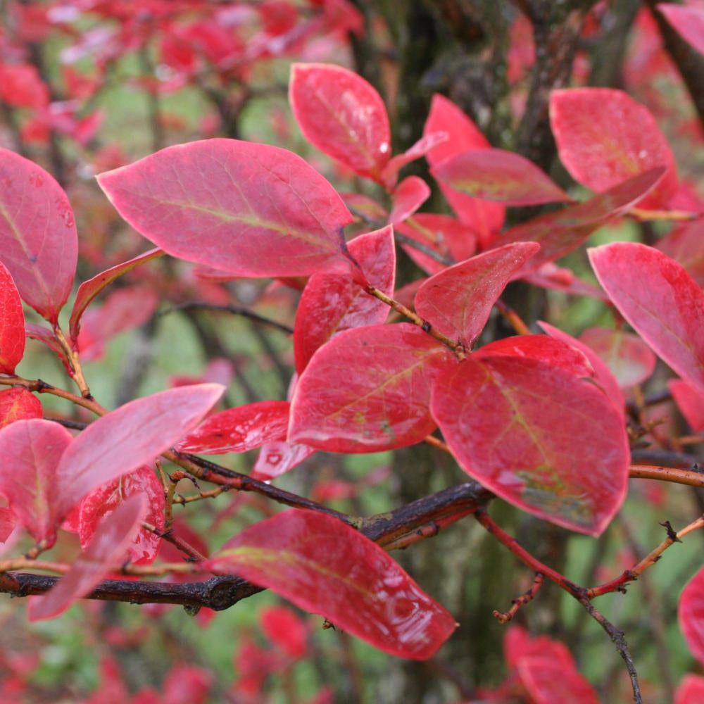 Sweetheart Early Highbush Blueberry Plant