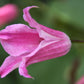 Texensis Duchess of Albany Clematis Vine