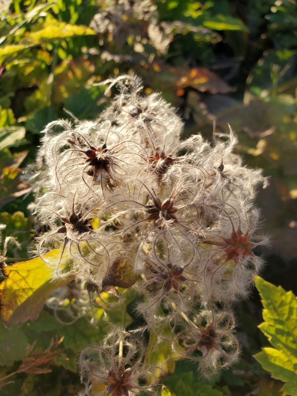 Heracleifolia Davidiana Clematis Vine