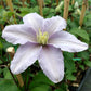 Silver Moon Clematis Vine