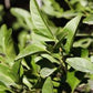 C-32 Citrange Seed citrus plant material online shopping
