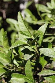 C-32 Citrange Seed citrus plant material online shopping