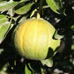 C-32 Citrange Seed citrus plant material online shopping