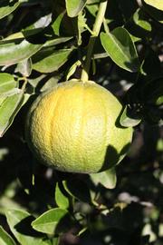 C-32 Citrange Seed citrus plant material online shopping