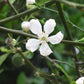 C-32 Citrange Seed citrus plant material online shopping