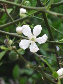 C-32 Citrange Seed citrus plant material online shopping