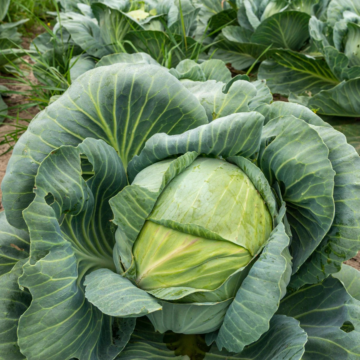 Early Copenhagen Market Green Cabbage