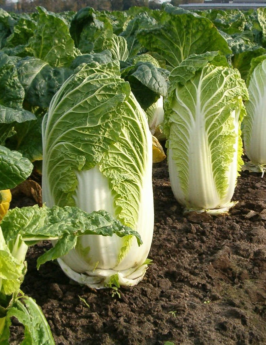 Michihili Napa Cabbage