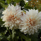 Café au Lait Dahlia