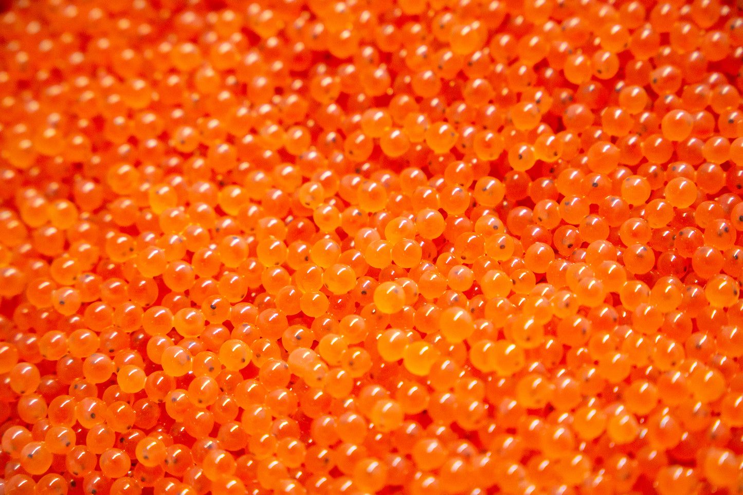 Brown Trout Eggs ZA\ aquaculture online shopping