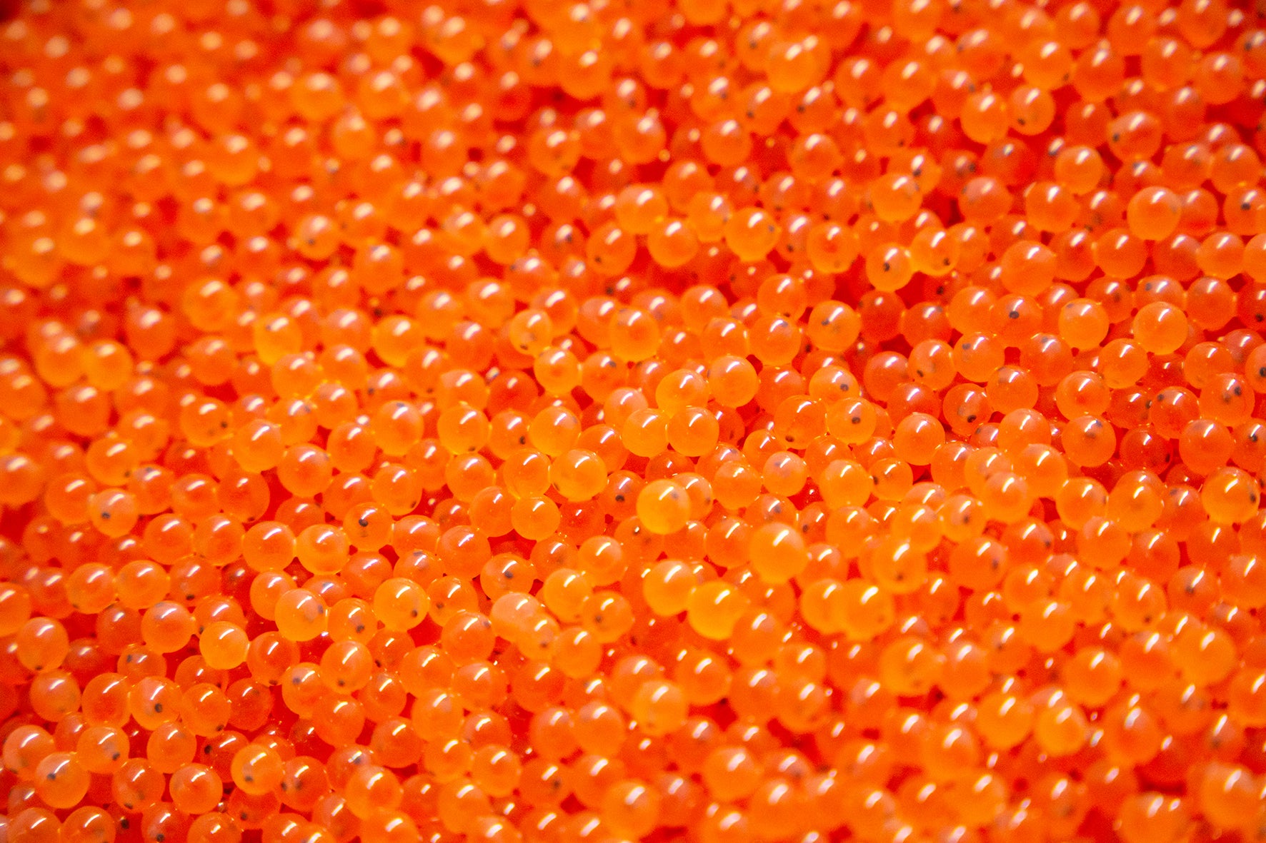 Brown Trout Eggs ZA\ aquaculture online shopping