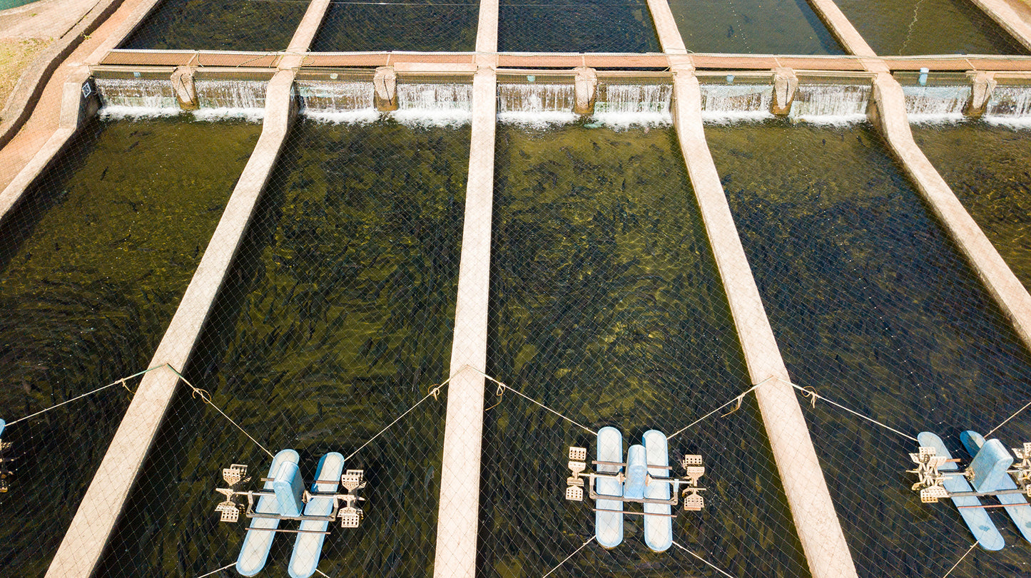 Brown Trout Eggs ZA\ aquaculture online shopping