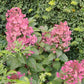 Hydrangea paniculata Wim’s Red Fire And Ice