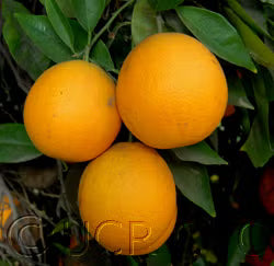 Campbell Nucellar Valencia Orange Budwood citrus plant material online shopping